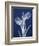 Indigo Tulips-Albert Koetsier-Framed Art Print