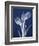 Indigo Tulips-Albert Koetsier-Framed Art Print