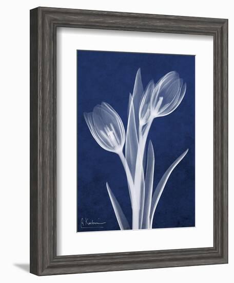 Indigo Tulips-Albert Koetsier-Framed Art Print