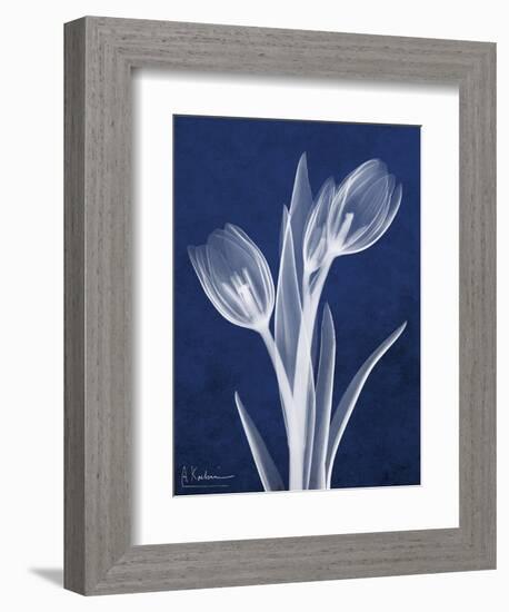 Indigo Tulips-Albert Koetsier-Framed Art Print