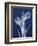 Indigo Tulips-Albert Koetsier-Framed Art Print