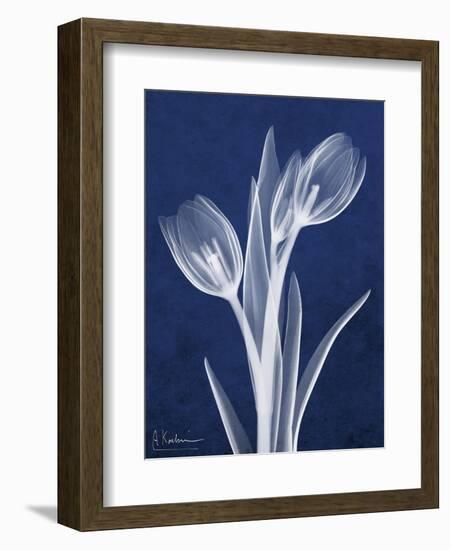 Indigo Tulips-Albert Koetsier-Framed Art Print