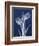 Indigo Tulips-Albert Koetsier-Framed Art Print