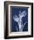 Indigo Tulips-Albert Koetsier-Framed Art Print