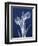 Indigo Tulips-Albert Koetsier-Framed Art Print