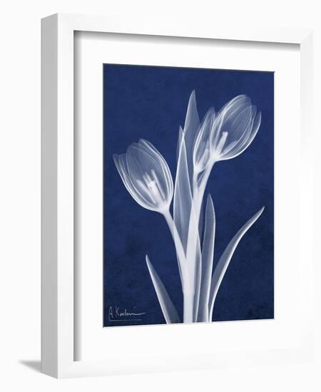 Indigo Tulips-Albert Koetsier-Framed Art Print