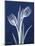 Indigo Tulips-Albert Koetsier-Mounted Art Print