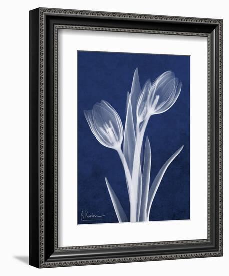 Indigo Tulips-Albert Koetsier-Framed Art Print