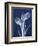 Indigo Tulips-Albert Koetsier-Framed Art Print