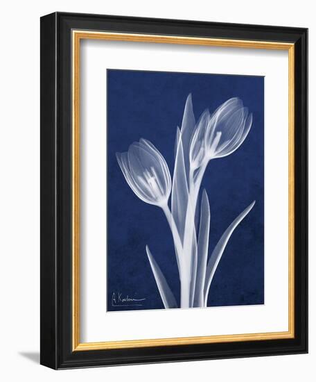 Indigo Tulips-Albert Koetsier-Framed Art Print