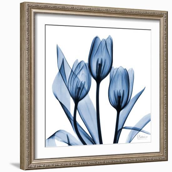 Indigo Tulips-Albert Koetsier-Framed Art Print