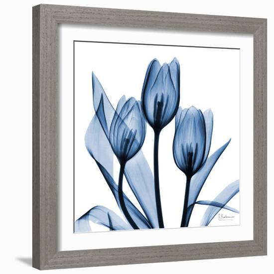 Indigo Tulips-Albert Koetsier-Framed Art Print