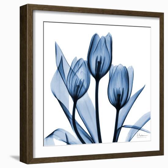 Indigo Tulips-Albert Koetsier-Framed Art Print