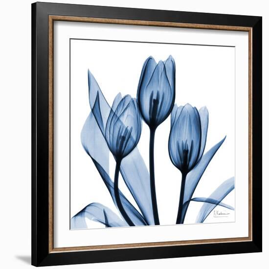 Indigo Tulips-Albert Koetsier-Framed Art Print