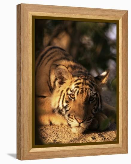 Indo Chinese Tiger Cub, Panthera Tigris Corbetti, Tiger Sanctuary for Confiscated Animals, Thailand-Lousie Murray-Framed Premier Image Canvas