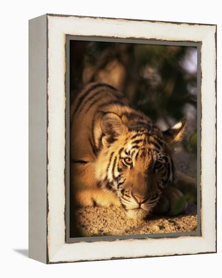 Indo Chinese Tiger Cub, Panthera Tigris Corbetti, Tiger Sanctuary for Confiscated Animals, Thailand-Lousie Murray-Framed Premier Image Canvas