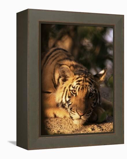 Indo Chinese Tiger Cub, Panthera Tigris Corbetti, Tiger Sanctuary for Confiscated Animals, Thailand-Lousie Murray-Framed Premier Image Canvas