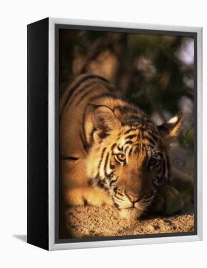 Indo Chinese Tiger Cub, Panthera Tigris Corbetti, Tiger Sanctuary for Confiscated Animals, Thailand-Lousie Murray-Framed Premier Image Canvas