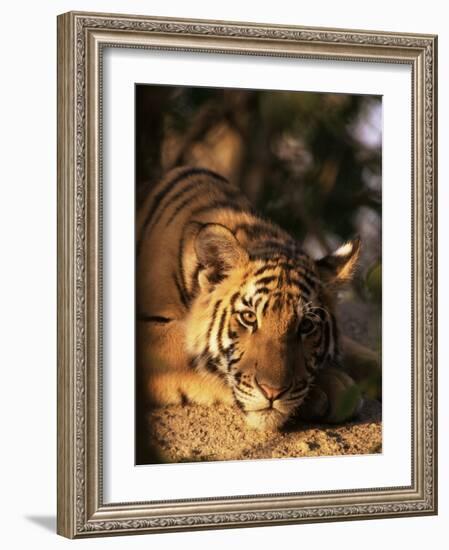 Indo Chinese Tiger Cub, Panthera Tigris Corbetti, Tiger Sanctuary for Confiscated Animals, Thailand-Lousie Murray-Framed Photographic Print