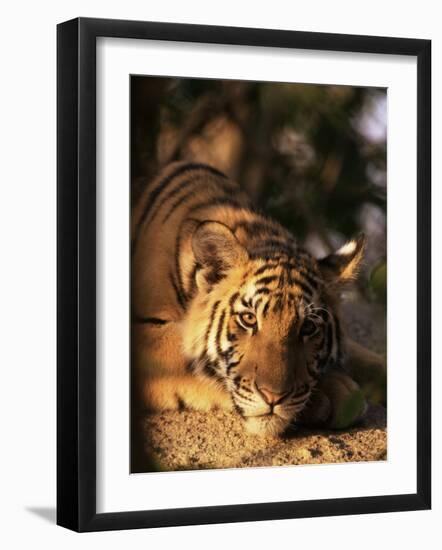 Indo Chinese Tiger Cub, Panthera Tigris Corbetti, Tiger Sanctuary for Confiscated Animals, Thailand-Lousie Murray-Framed Photographic Print