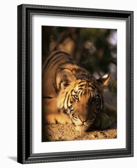 Indo Chinese Tiger Cub, Panthera Tigris Corbetti, Tiger Sanctuary for Confiscated Animals, Thailand-Lousie Murray-Framed Photographic Print