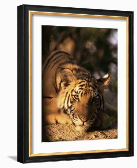 Indo Chinese Tiger Cub, Panthera Tigris Corbetti, Tiger Sanctuary for Confiscated Animals, Thailand-Lousie Murray-Framed Photographic Print