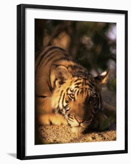 Indo Chinese Tiger Cub, Panthera Tigris Corbetti, Tiger Sanctuary for Confiscated Animals, Thailand-Lousie Murray-Framed Photographic Print