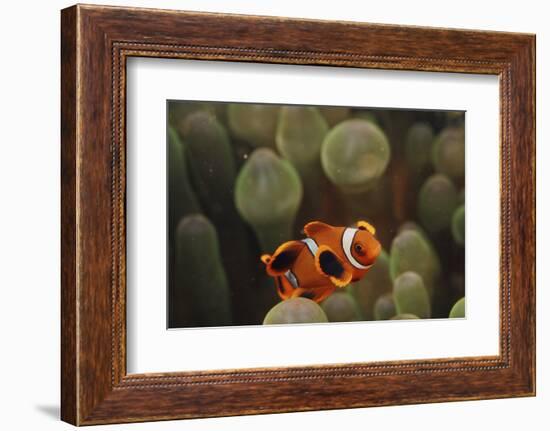 Indo Ocean, Close Up View of Juvenile Clown Anemonefish-Stuart Westmorland-Framed Photographic Print