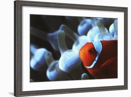 Indo Ocean, Close Up View of Spinecheek Anemonefish-Stuart Westmorland-Framed Photographic Print