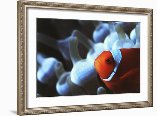 Indo Ocean, Close Up View of Spinecheek Anemonefish-Stuart Westmorland-Framed Photographic Print