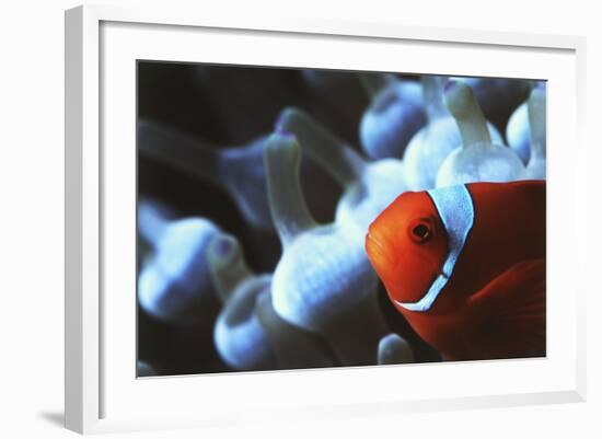 Indo Ocean, Close Up View of Spinecheek Anemonefish-Stuart Westmorland-Framed Photographic Print