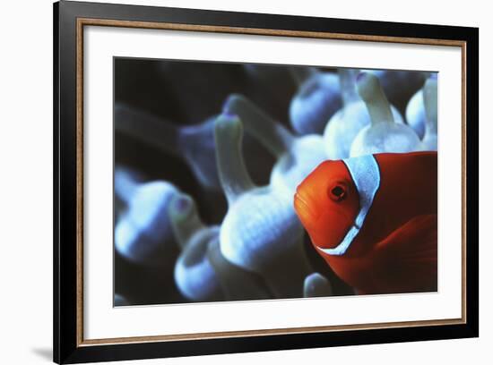 Indo Ocean, Close Up View of Spinecheek Anemonefish-Stuart Westmorland-Framed Photographic Print