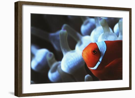 Indo Ocean, Close Up View of Spinecheek Anemonefish-Stuart Westmorland-Framed Photographic Print