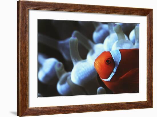 Indo Ocean, Close Up View of Spinecheek Anemonefish-Stuart Westmorland-Framed Photographic Print