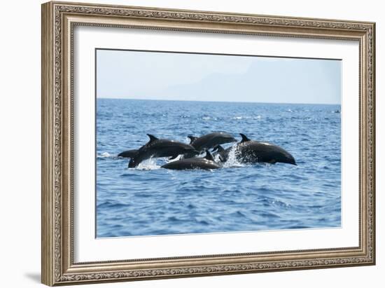 Indo Pacific Bottlenose Dolphins-Louise Murray-Framed Photographic Print