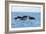 Indo Pacific Bottlenose Dolphins-Louise Murray-Framed Photographic Print