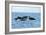 Indo Pacific Bottlenose Dolphins-Louise Murray-Framed Photographic Print