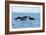 Indo Pacific Bottlenose Dolphins-Louise Murray-Framed Photographic Print