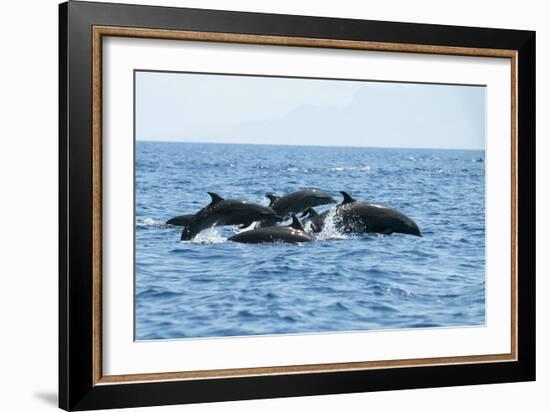 Indo Pacific Bottlenose Dolphins-Louise Murray-Framed Photographic Print