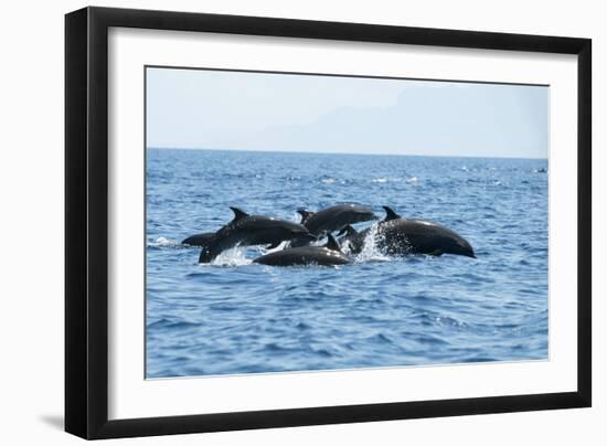 Indo Pacific Bottlenose Dolphins-Louise Murray-Framed Photographic Print