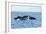 Indo Pacific Bottlenose Dolphins-Louise Murray-Framed Photographic Print