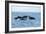 Indo Pacific Bottlenose Dolphins-Louise Murray-Framed Photographic Print