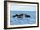 Indo Pacific Bottlenose Dolphins-Louise Murray-Framed Photographic Print