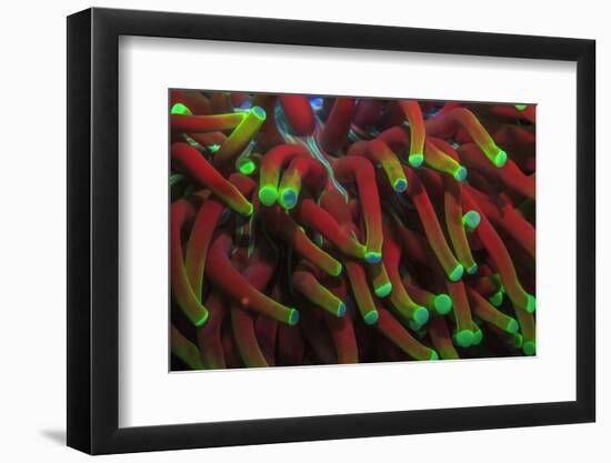 Indo Pacific Sea Anemone, Day Fluorescing, Palau, Rock Islands, Micronesia-Stuart Westmorland-Framed Photographic Print