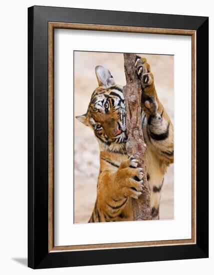 Indochinese Tiger or Corbett's Tiger, Thailand-Peter Adams-Framed Photographic Print