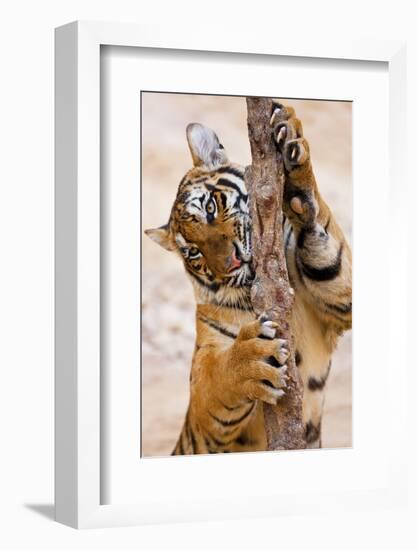 Indochinese Tiger or Corbett's Tiger, Thailand-Peter Adams-Framed Photographic Print