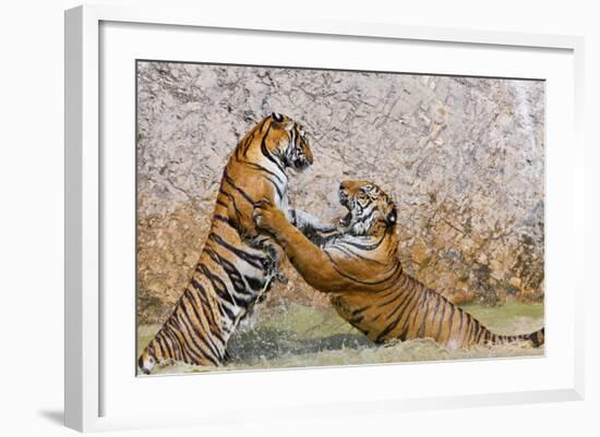 Indochinese Tiger or Corbett's Tiger, Thailand-Peter Adams-Framed Photographic Print