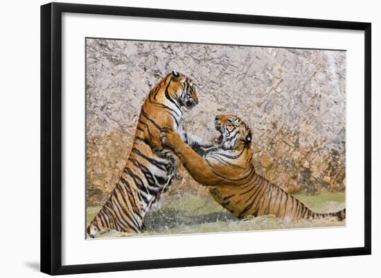 Indochinese Tiger or Corbett's Tiger, Thailand-Peter Adams-Framed Photographic Print