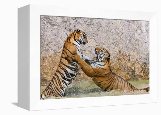 Indochinese Tiger or Corbett's Tiger, Thailand-Peter Adams-Framed Premier Image Canvas