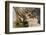 Indochinese Tiger or Corbett's Tiger, Thailand-Peter Adams-Framed Photographic Print